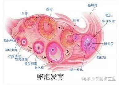 初告白 第10頁(yè)