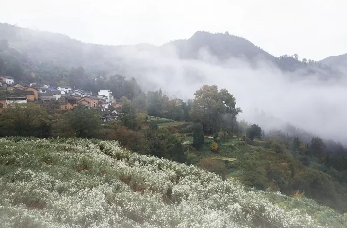 揭秘黃山秋韻，十一月七日最新風(fēng)景圖片欣賞