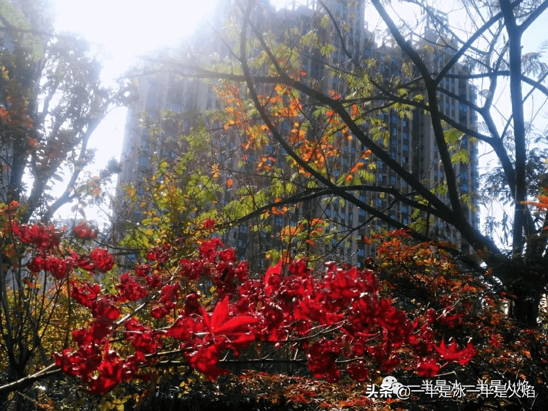 菏澤牡丹區(qū)秋日暖陽(yáng)下的聚會(huì)驚喜，最新新聞與朋友間的溫馨時(shí)刻