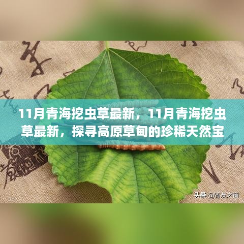 探尋高原草甸珍稀天然寶藏，揭秘青海蟲草11月最新挖掘之旅