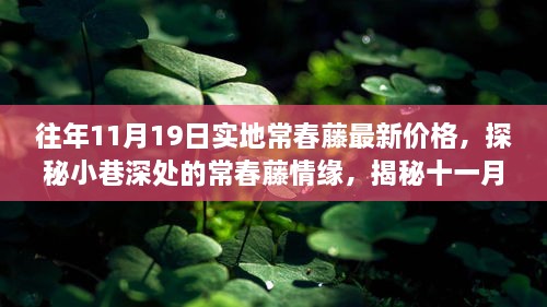 探秘常春藤情緣，十一月十九日實(shí)地最新價(jià)格揭秘