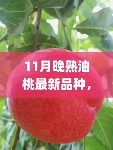 11月晚熟油桃新品種亮相，甘甜獨(dú)特品嘗正當(dāng)季