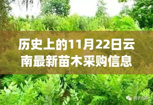 云南苗木采購信息背后的綠葉情深，一個關于友情與歷史的溫馨故事