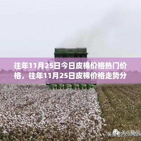 往年11月25日皮棉價格深度解析，走勢分析、觀點闡述與熱門價格解讀