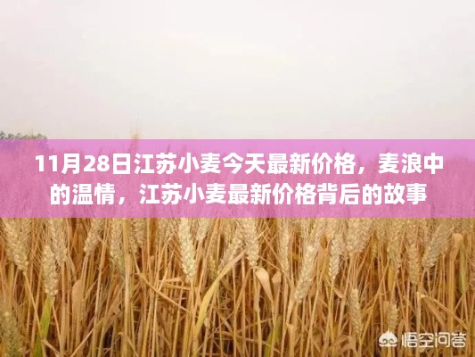 江蘇小麥最新價格揭秘，溫情背后的故事，11月28日麥浪中的市場動態(tài)