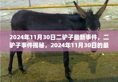 二驢子事件揭秘，最新篇章揭曉于2024年11月30日