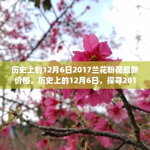 歷史上的12月6日，探尋2017蘭花粉荷最新價格與市場影響