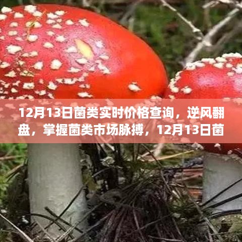 掌握菌類市場脈搏，12月13日菌類實(shí)時(shí)價(jià)格查詢及其啟示