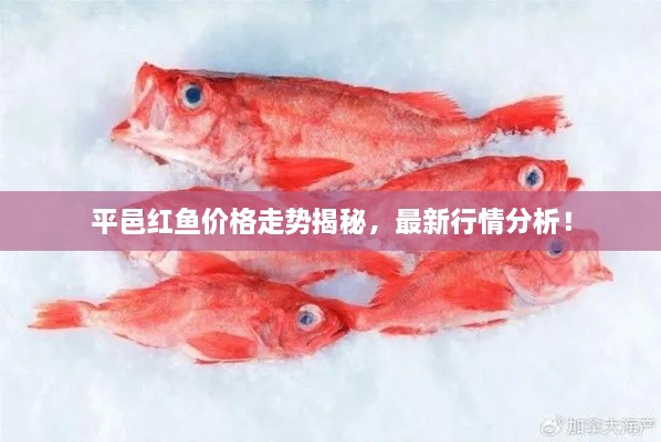 平邑紅魚價格走勢揭秘，最新行情分析！