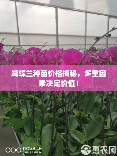 蝴蝶蘭種苗價格揭秘，多重因素決定價值！