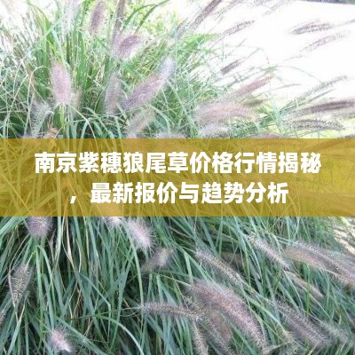 南京紫穗狼尾草價(jià)格行情揭秘，最新報(bào)價(jià)與趨勢分析