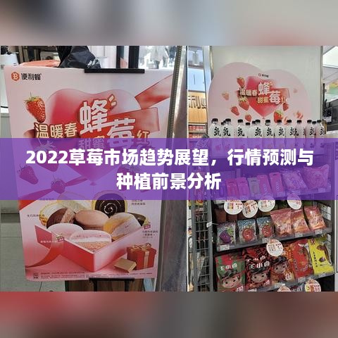 2022草莓市場趨勢展望，行情預(yù)測與種植前景分析