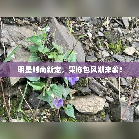 明星時(shí)尚新寵，果凍包風(fēng)潮來(lái)襲！