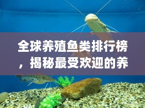 全球養(yǎng)殖魚類排行榜，揭秘最受歡迎的養(yǎng)殖魚類種類！