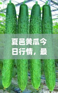 夏邑黃瓜今日行情，最新價格一網(wǎng)打盡