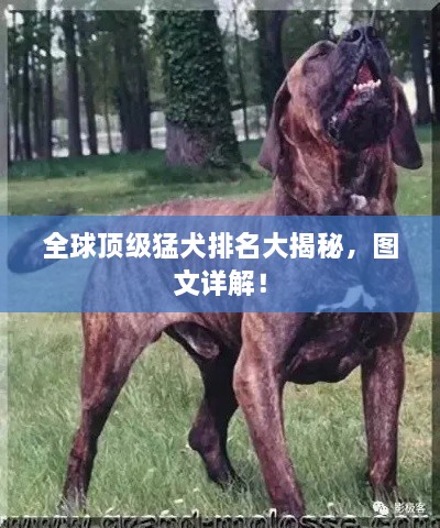 全球頂級(jí)猛犬排名大揭秘，圖文詳解！