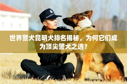 世界警犬昆明犬排名揭秘，為何它們成為頂尖警犬之選？