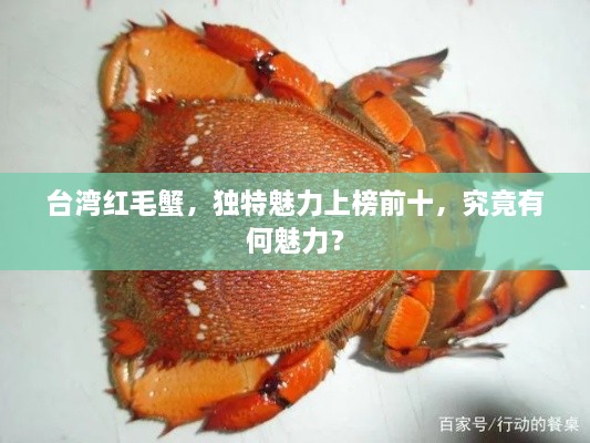 臺(tái)灣紅毛蟹，獨(dú)特魅力上榜前十，究竟有何魅力？