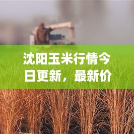 沈陽玉米行情今日更新，最新價格走勢分析