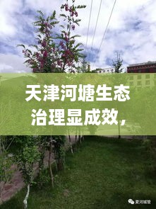 天津河塘生態(tài)治理顯成效，城市面貌煥然一新