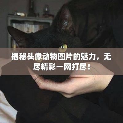 揭秘頭像動物圖片的魅力，無盡精彩一網(wǎng)打盡！