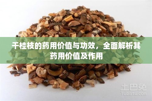 干桂枝的藥用價值與功效，全面解析其藥用價值及作用