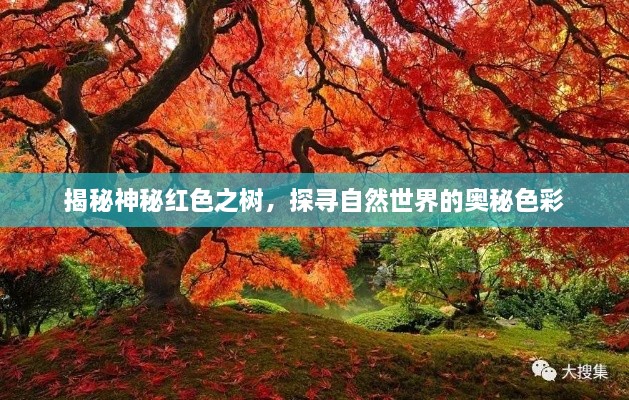 揭秘神秘紅色之樹，探尋自然世界的奧秘色彩