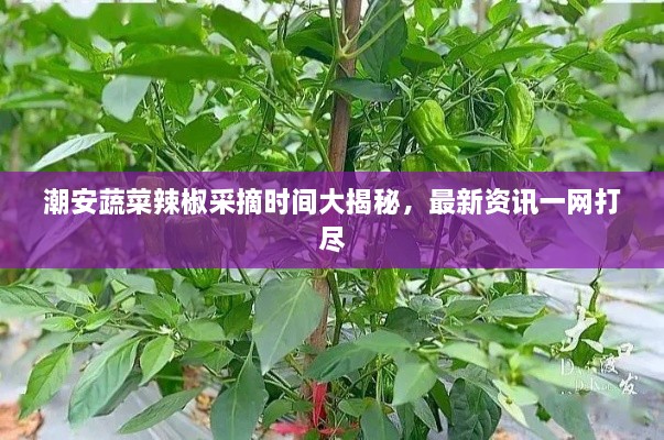 潮安蔬菜辣椒采摘時(shí)間大揭秘，最新資訊一網(wǎng)打盡