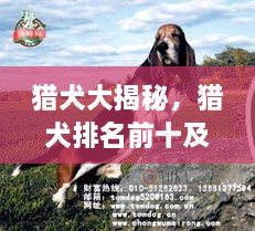 獵犬大揭秘，獵犬排名前十及詳細圖片介紹