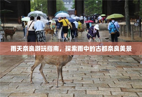 雨天奈良游玩指南，探索雨中的古都奈良美景