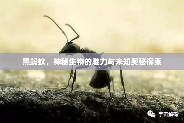 黑螞蟻，神秘生物的魅力與未知奧秘探索