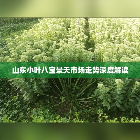 山東小葉八寶景天市場走勢深度解讀