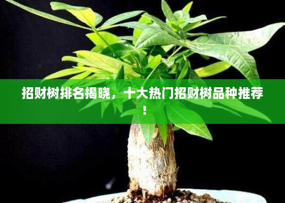 招財樹排名揭曉，十大熱門招財樹品種推薦！